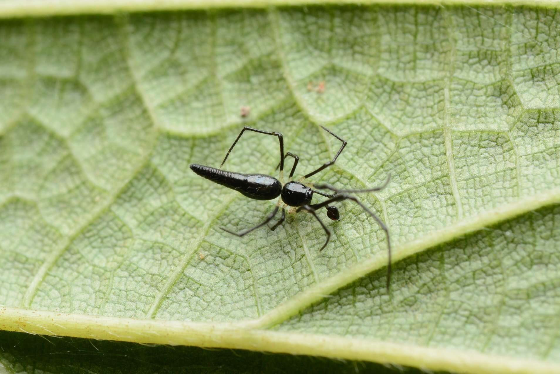 Sivun Chikunia nigra (O. Pickard-Cambridge 1880) kuva