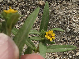 Imagem de Melampodium strigosum Stuessy