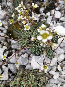 Image of Saxifraga paniculata subsp. cartilaginea (Willd.) D. A. Webb