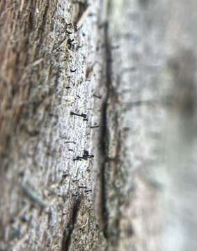 Image of needle lichen