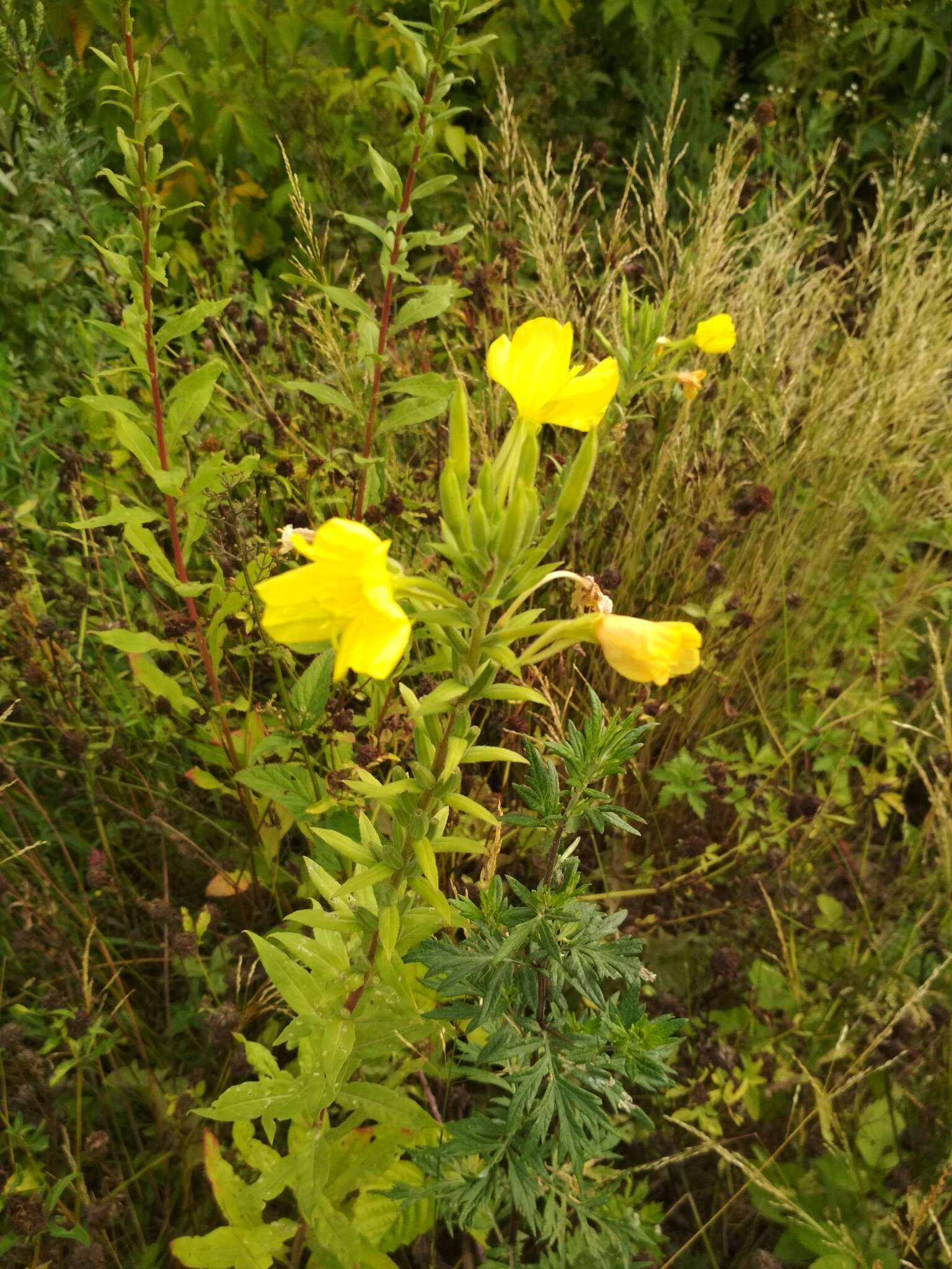 Oenothera rubricaulis Klebahn resmi