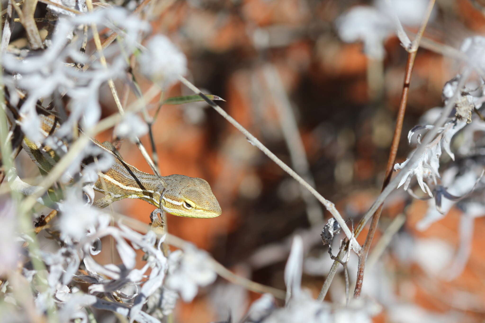 Image of Diporiphora paraconvergens Doughty, Kealley & Melville 2012