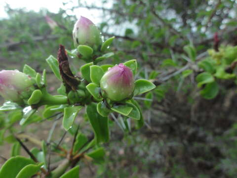 Image of Pereskia bahiensis Gürke