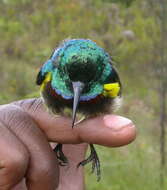 Image of Souimanga Sunbird