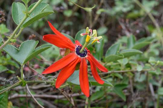 Image de Passiflora manicata (A. Juss.) Persoon