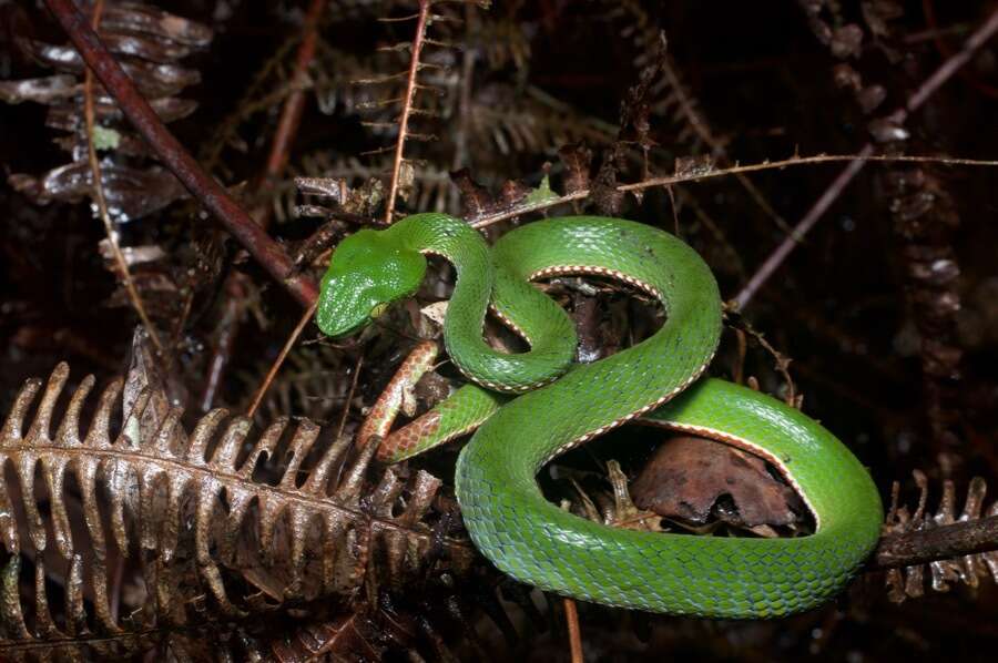 صورة <i>Trimeresurus sabahi fucatus</i>