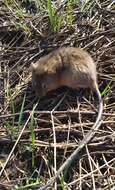 Image of Chaco marsh rat