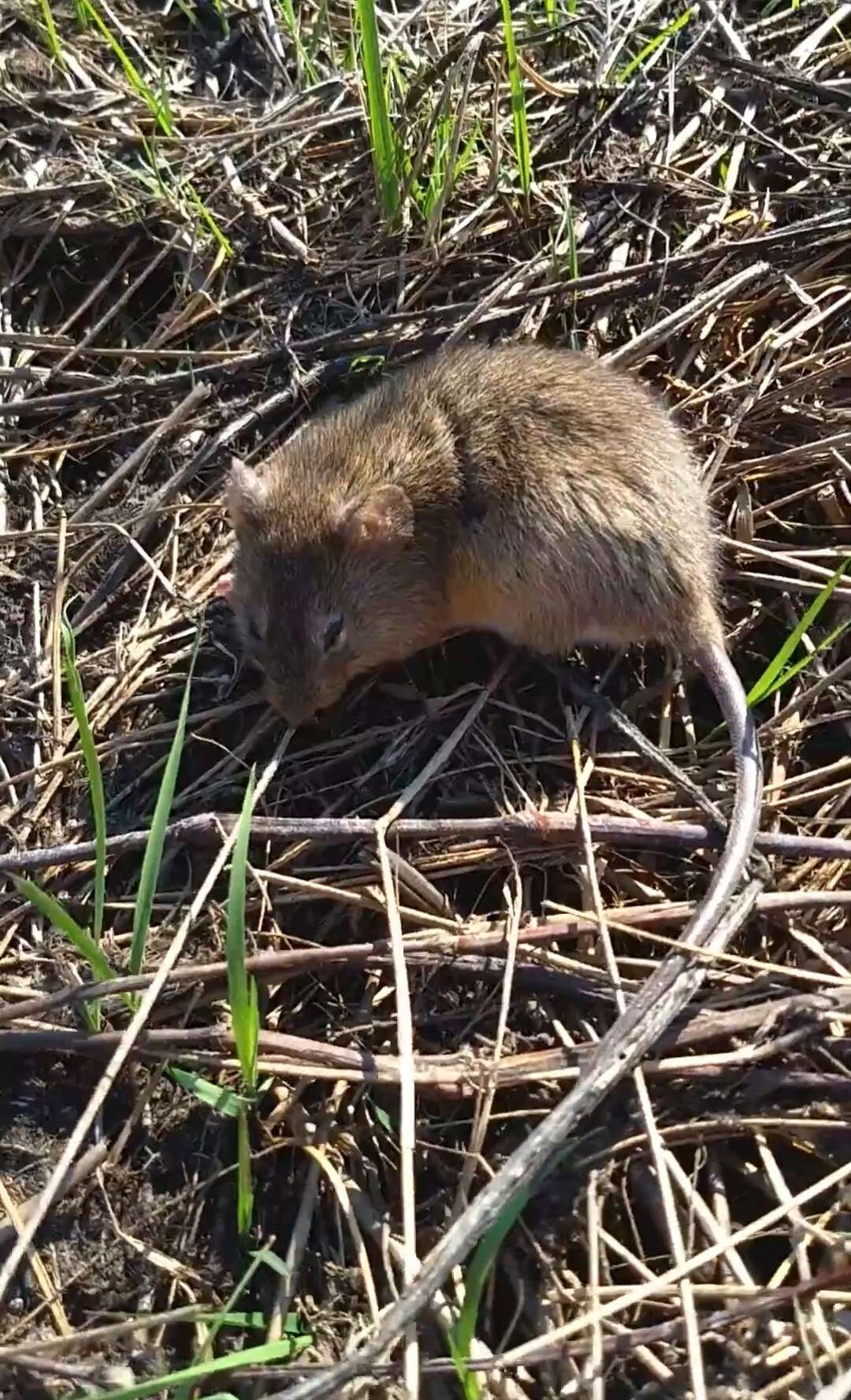 Слика од Holochilus chacarius Thomas 1906