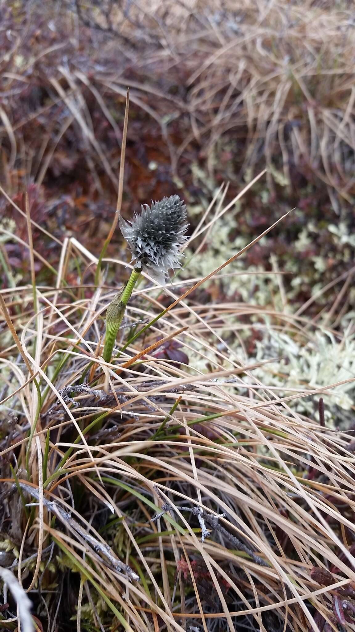 Image de Linaigrette dense