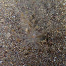 Image of Brown ring tube anemone