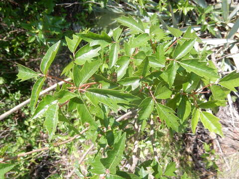 Image of eastern poison ivy