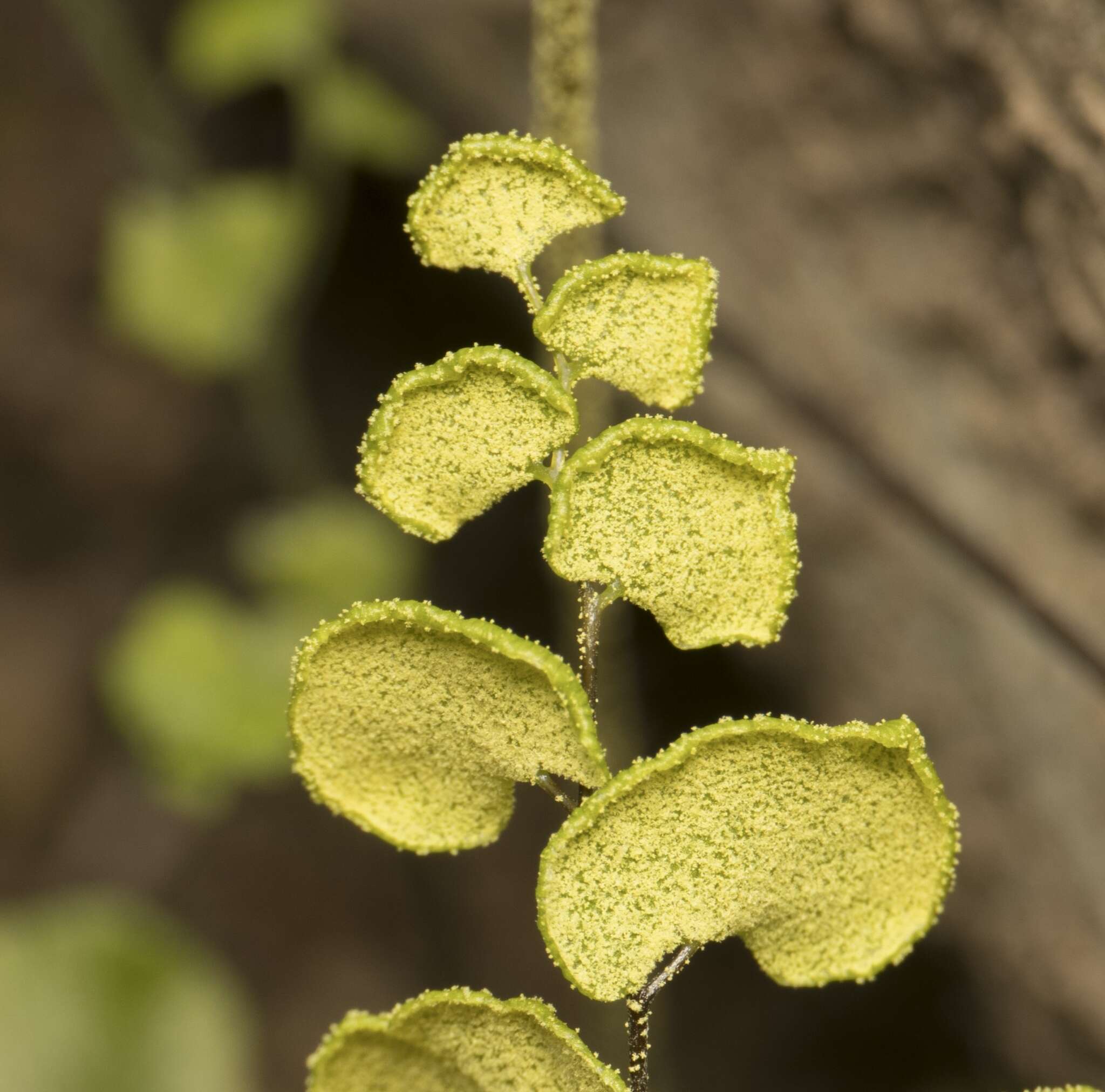 Image of Adiantum chilense var. sulphureum (Kaulf.) Giudice