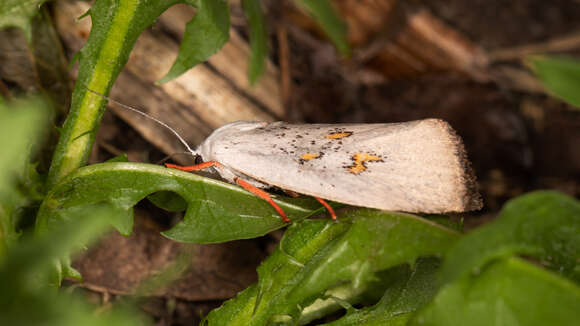 Plancia ëd Brachybelistis neomorpha Turner 1902