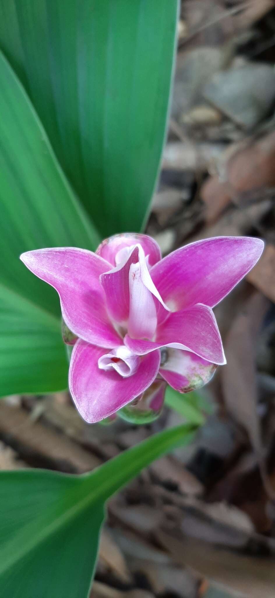 Image de Curcuma rhabdota Sirirugsa & M. F. Newman