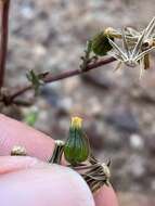 Image of chaparral ragwort