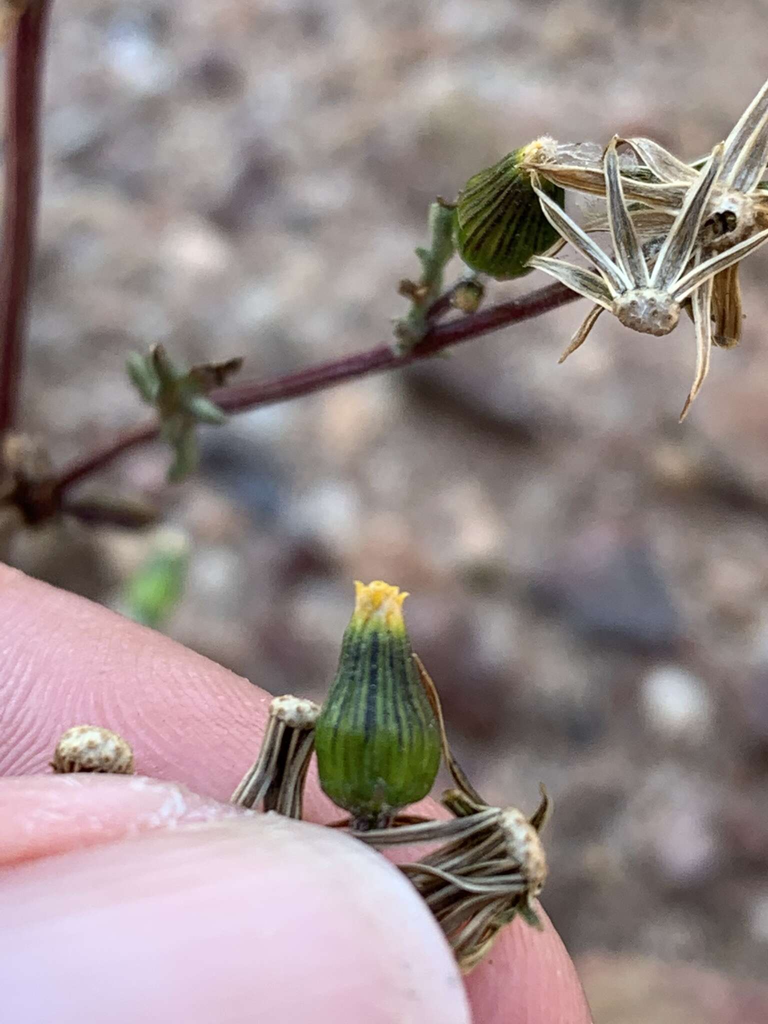 Plancia ëd Senecio aphanactis Greene