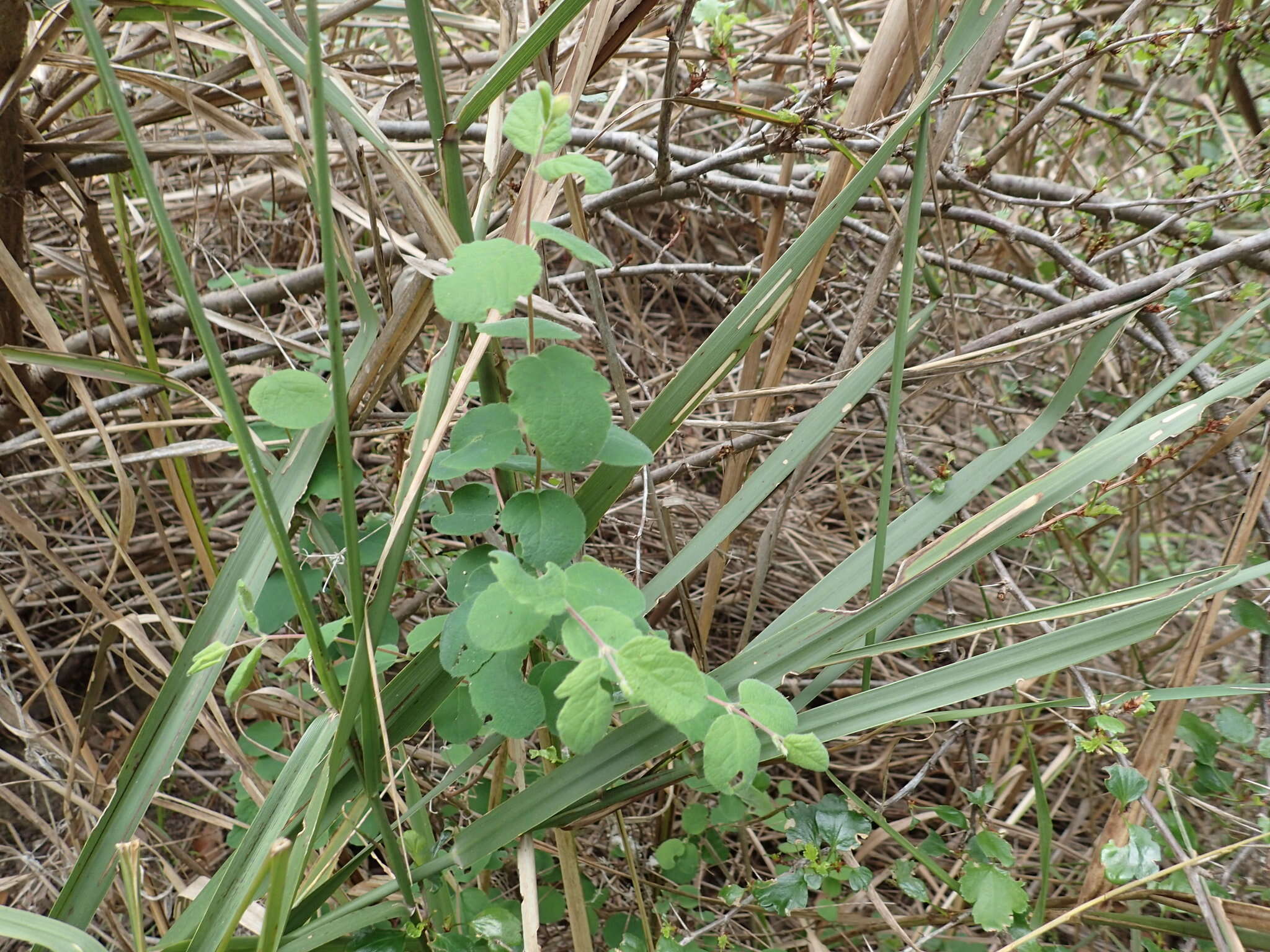 Image of creeping snowberry