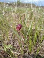 Fritillaria meleagroides Patrin ex Schult. & Schult. fil. resmi