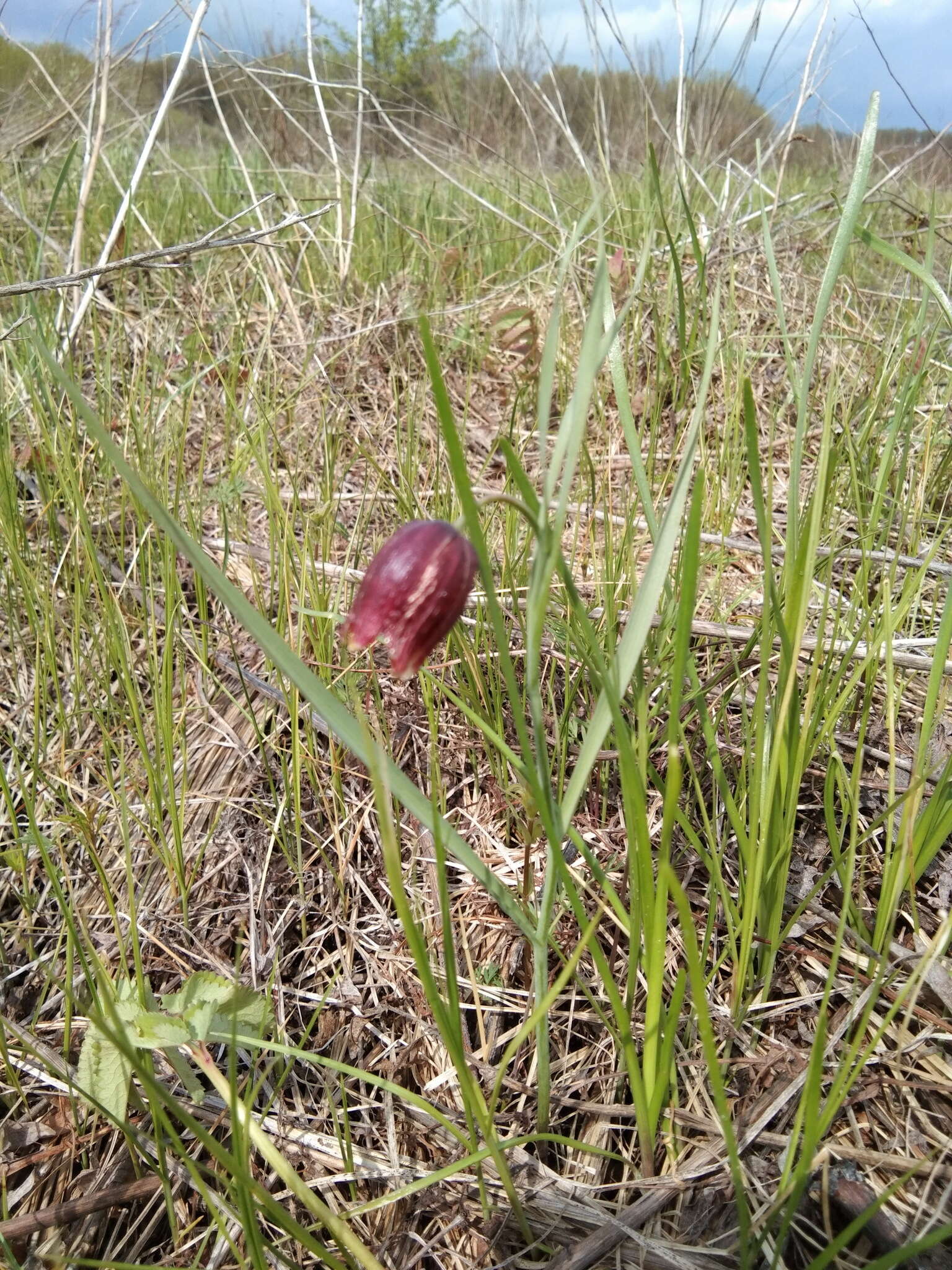 Fritillaria meleagroides Patrin ex Schult. & Schult. fil. resmi