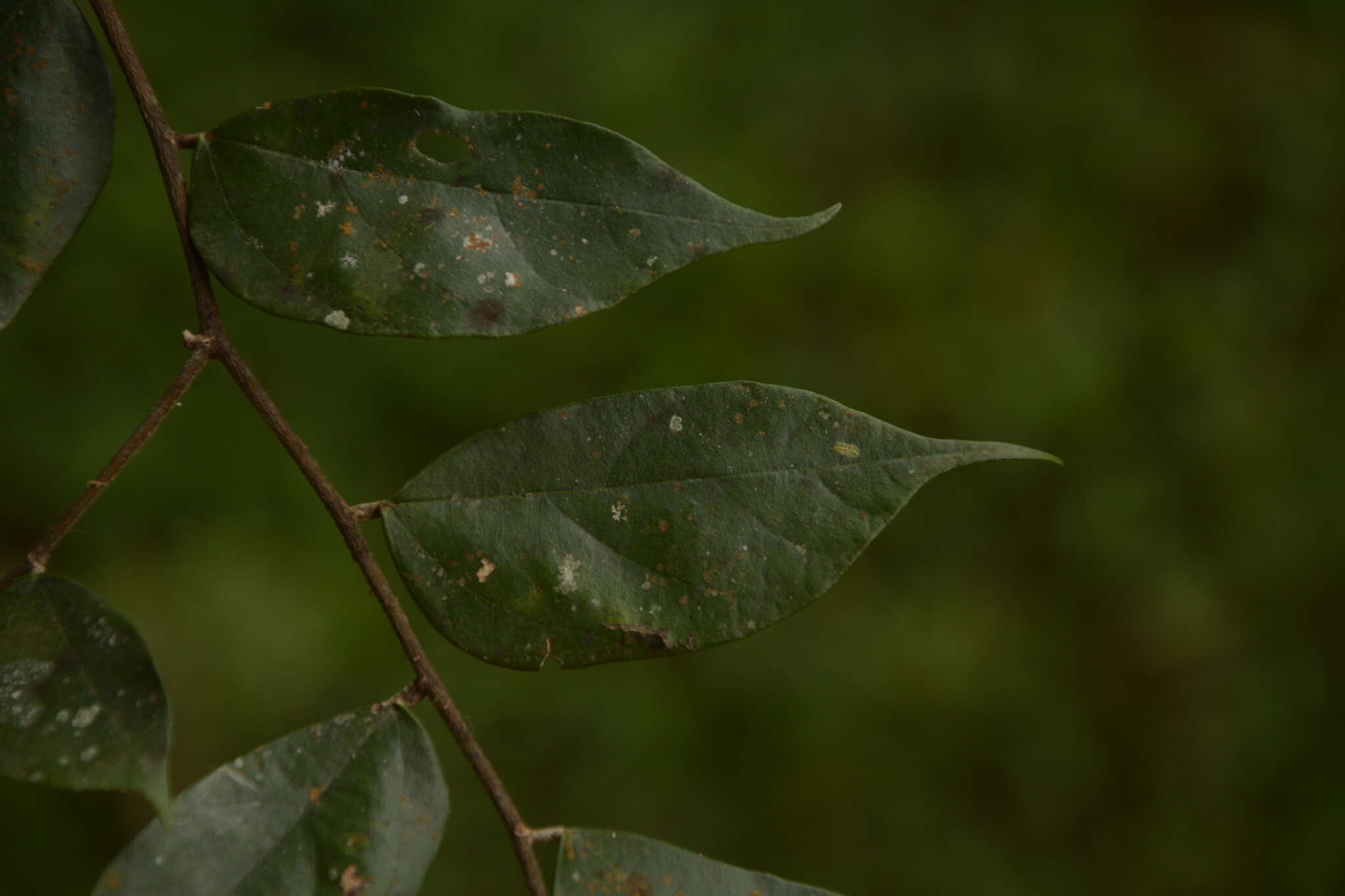 Pterospermum rubiginosum Heyne resmi