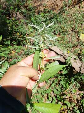 صورة Buddleja sessiliflora Kunth