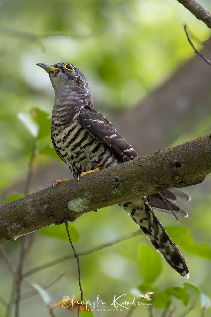 Image of Indian Cuckoo