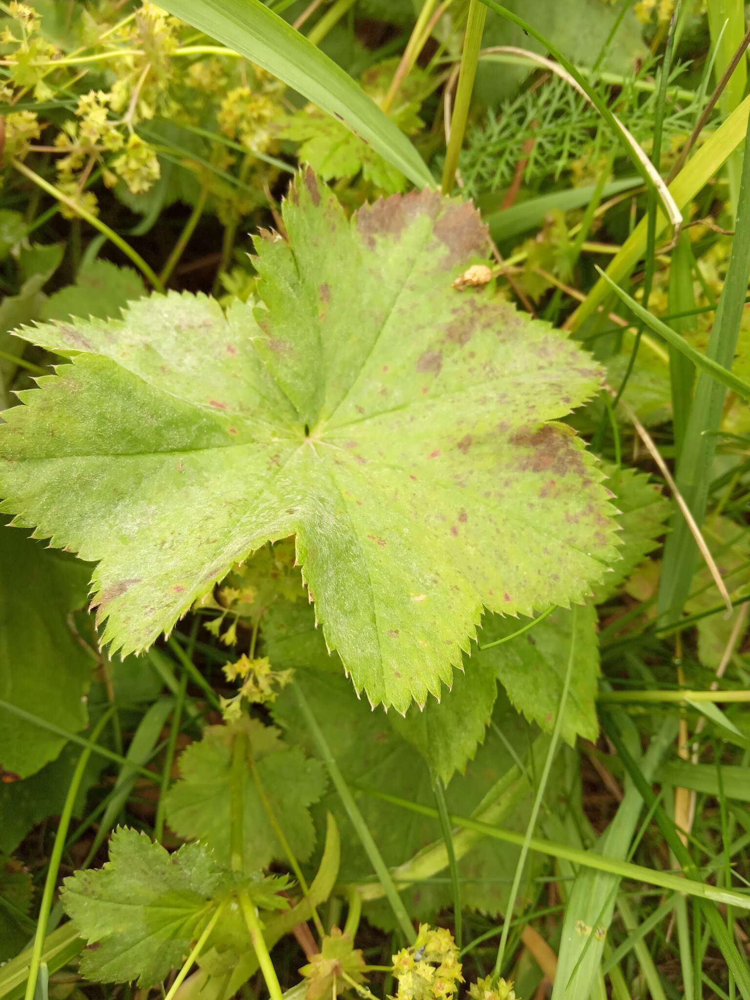 Image of Alchemilla devestiens Juz.