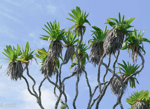 Image of Pandanus rollotii Martelli