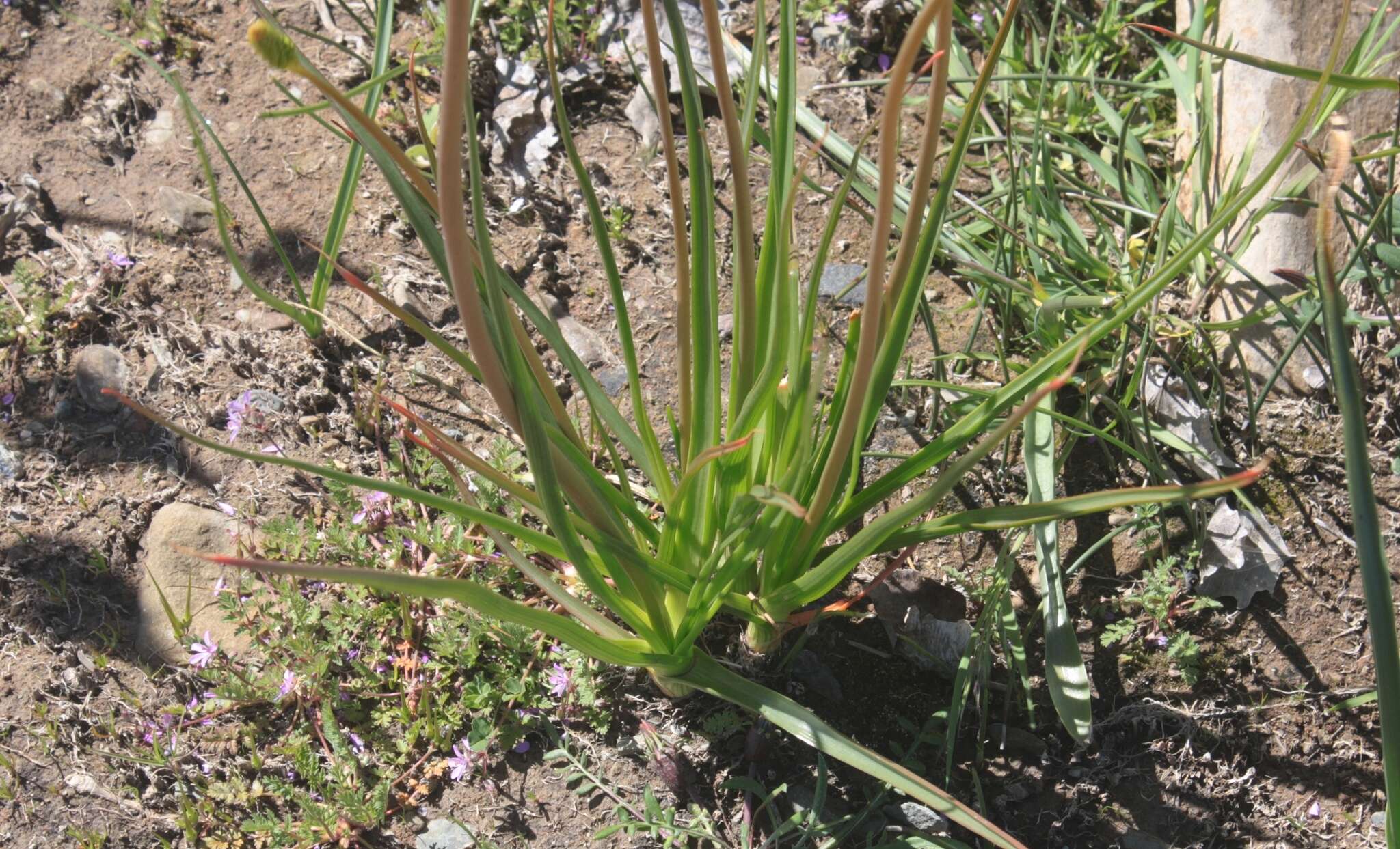 Image of Bulbinella nutans subsp. nutans