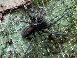 Image of Black lace-weaver