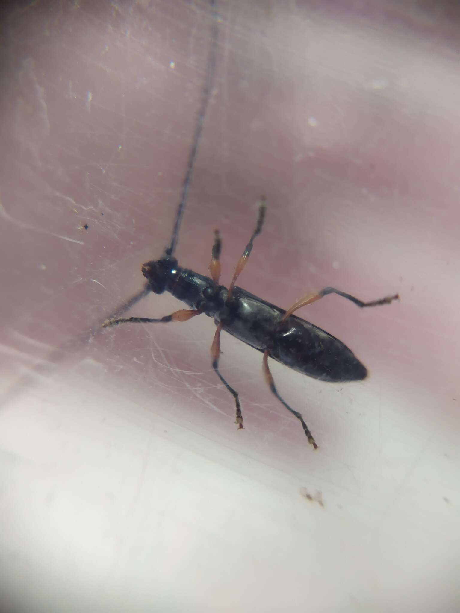 Image of Thoracibidion flavopictum (Perty 1832)