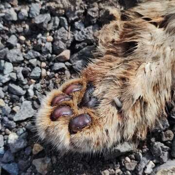 Image of Iriomote Cat