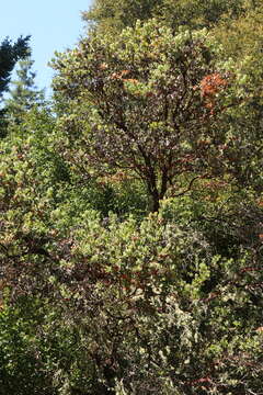 Image of Kings Mountain manzanita