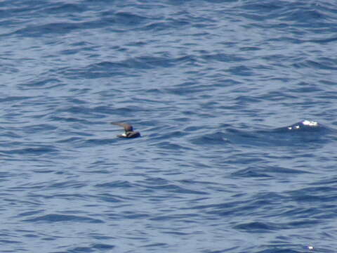 Image of British Storm Petrel