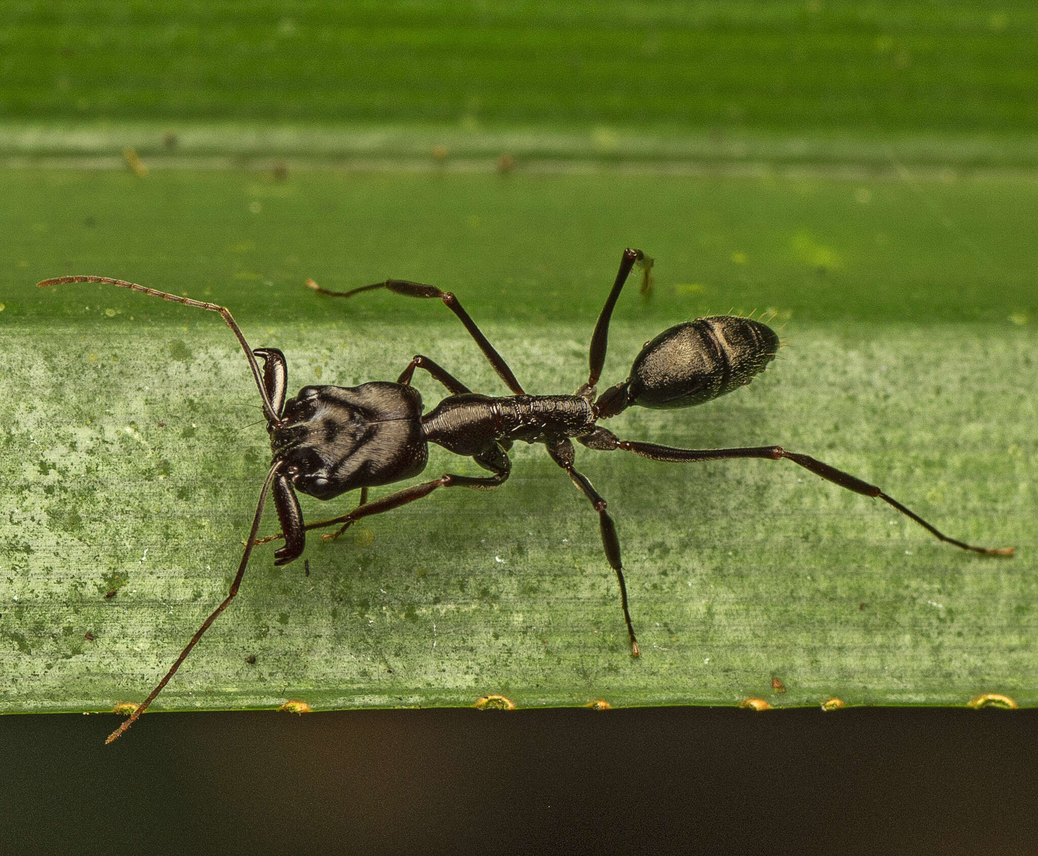 Imagem de Odontomachus cephalotes Smith 1863