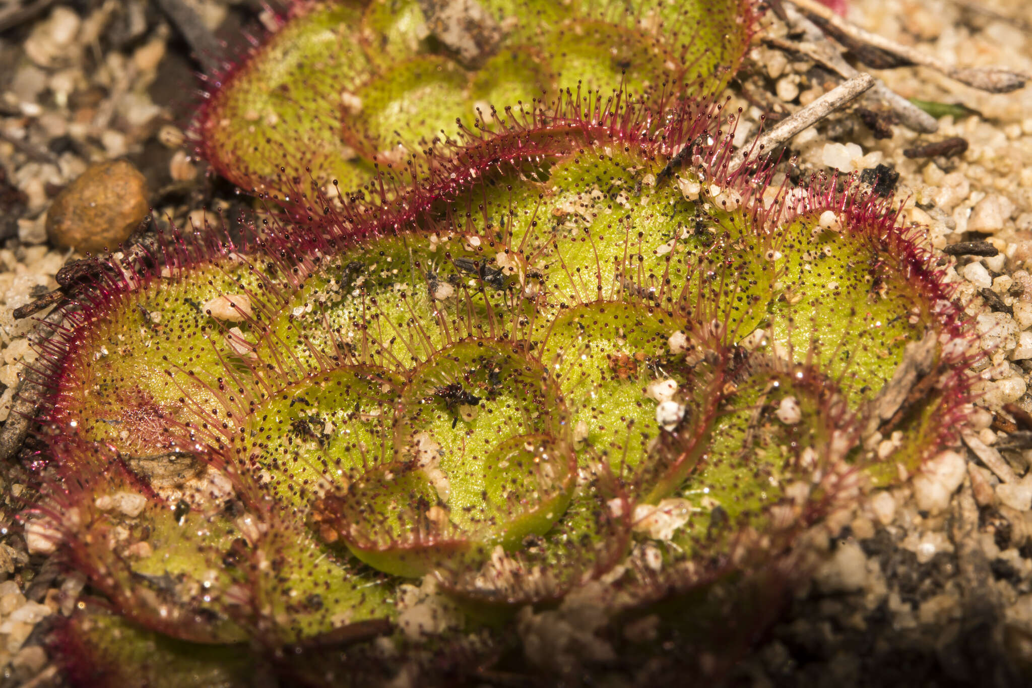 صورة Drosera zonaria Planch.