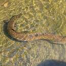 Image of African Mottled Eel