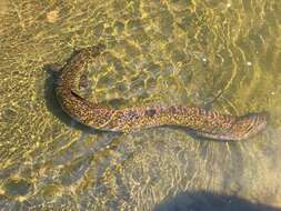 Image of African Mottled Eel