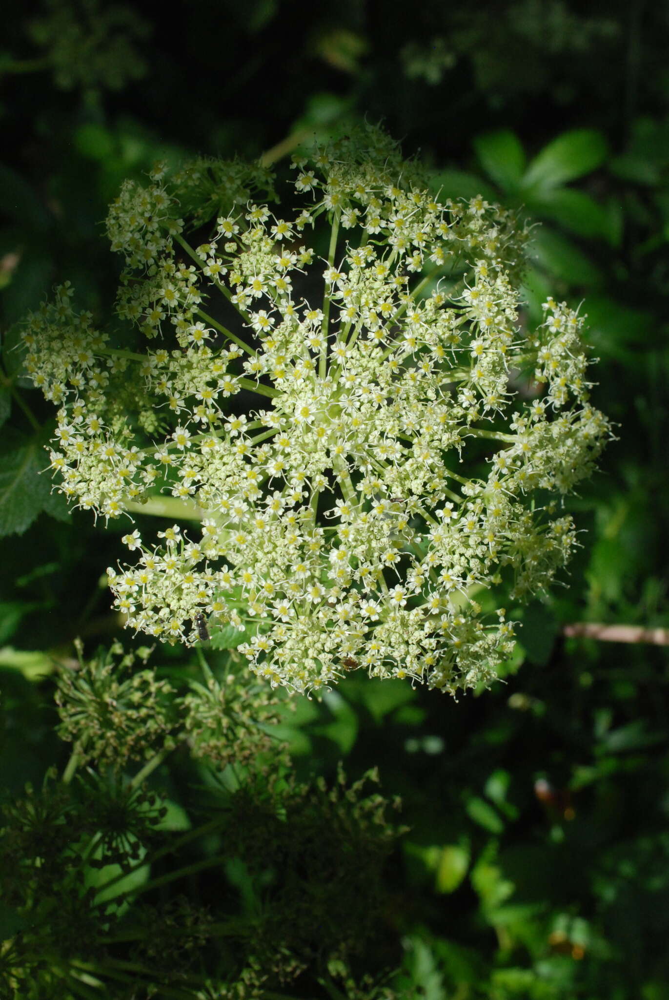 Image of seacoast angelica