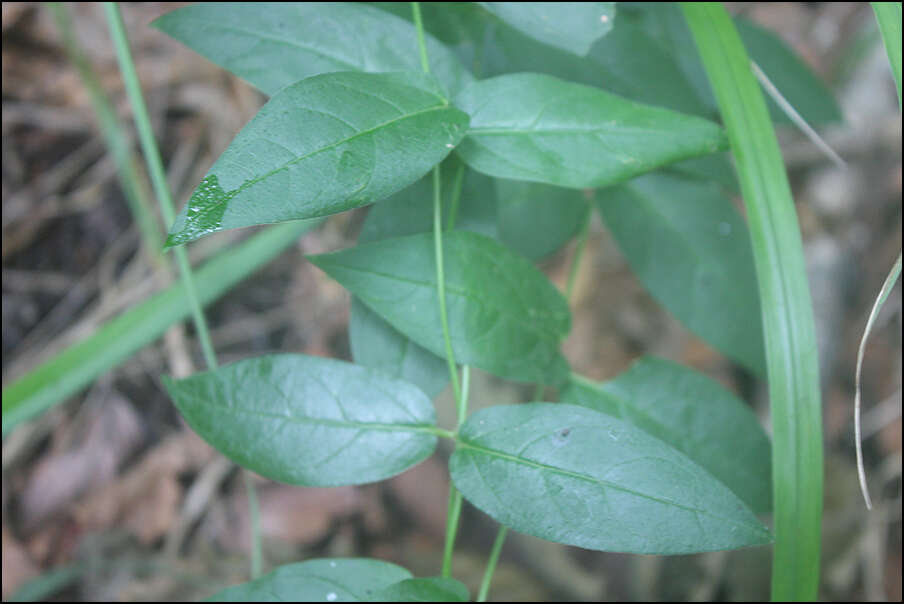 Image of Vincetoxicum nipponicum (Matsumura) Kitagawa