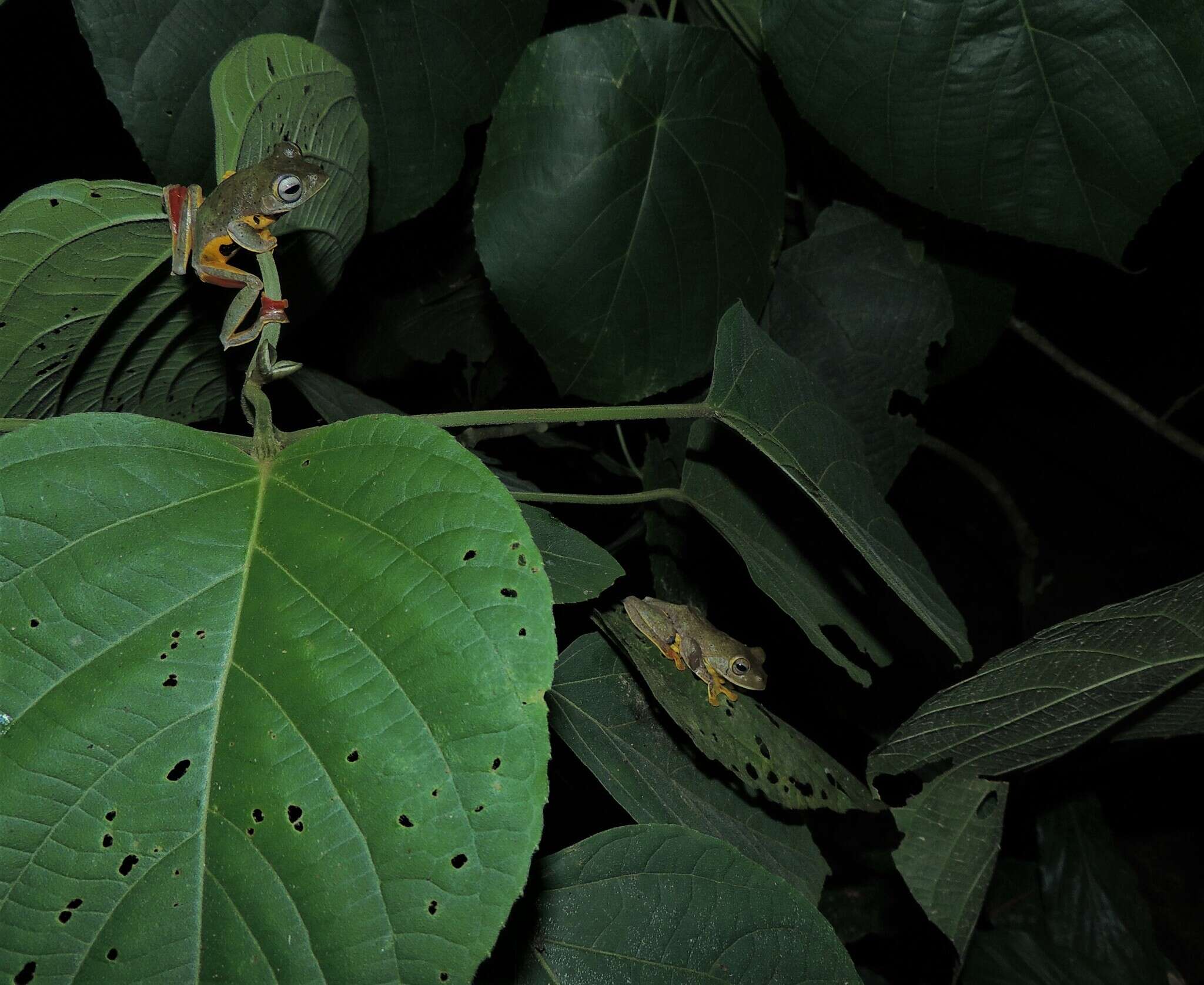 Image of Double-spotted Red-webbed Tree Frog