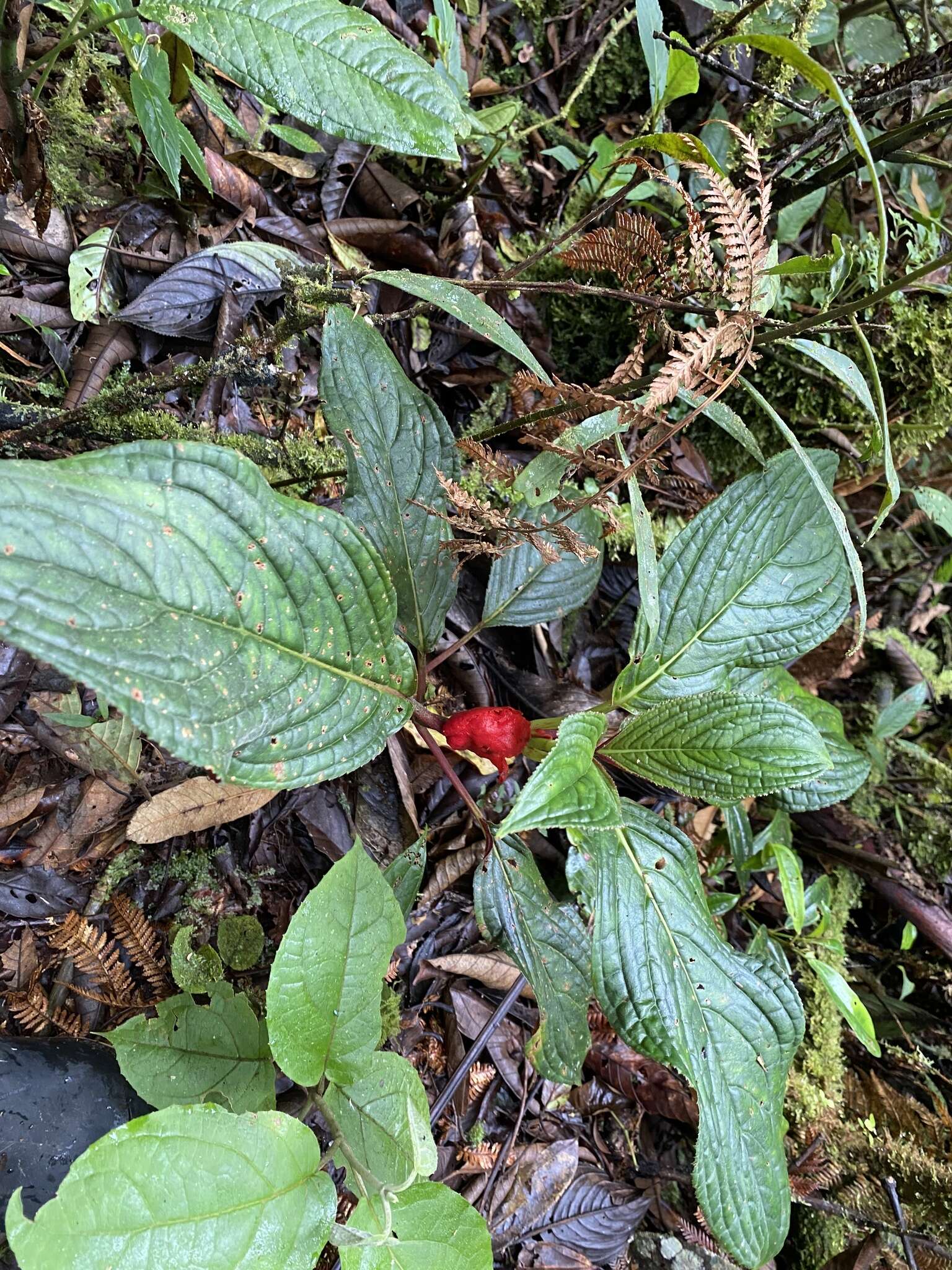 Image of Glossoloma tetragonoides (Mansf.) J. L. Clark