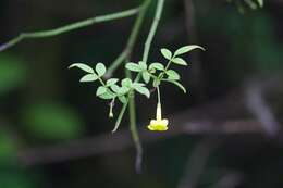 Image of Chrysojasminum humile (L.) Banfi