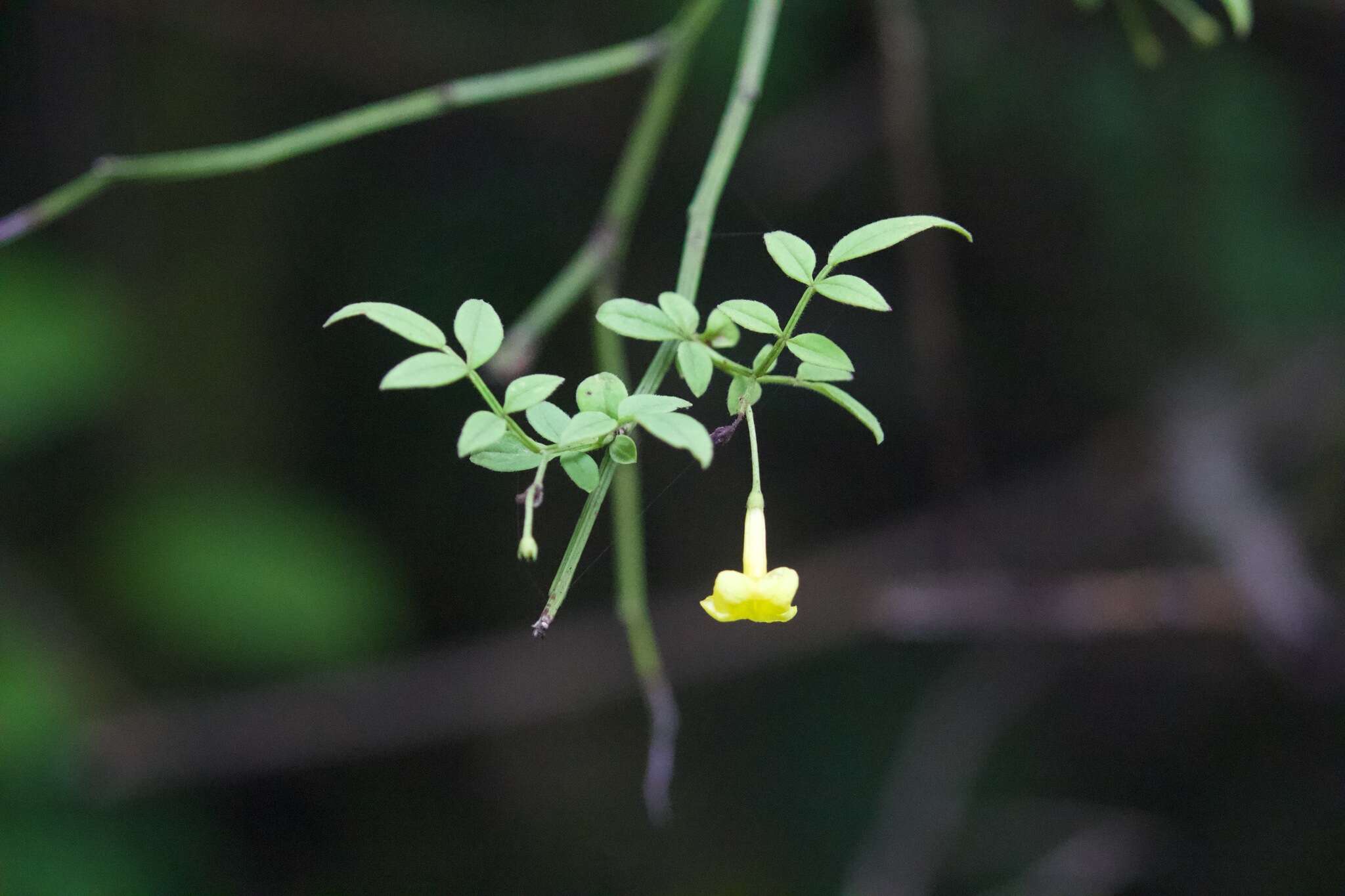 Image of Chrysojasminum humile (L.) Banfi