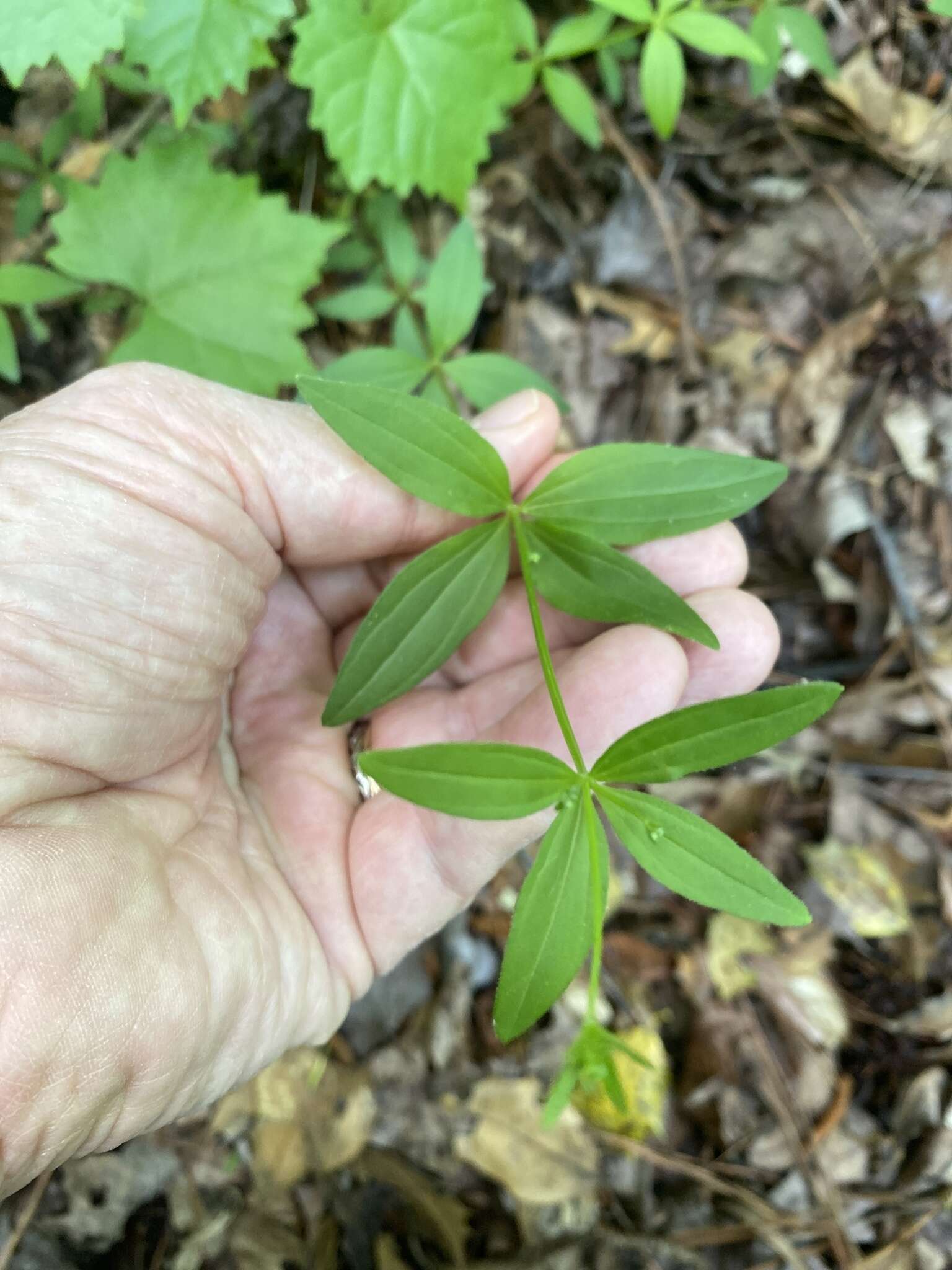 Imagem de Galium latifolium Michx.