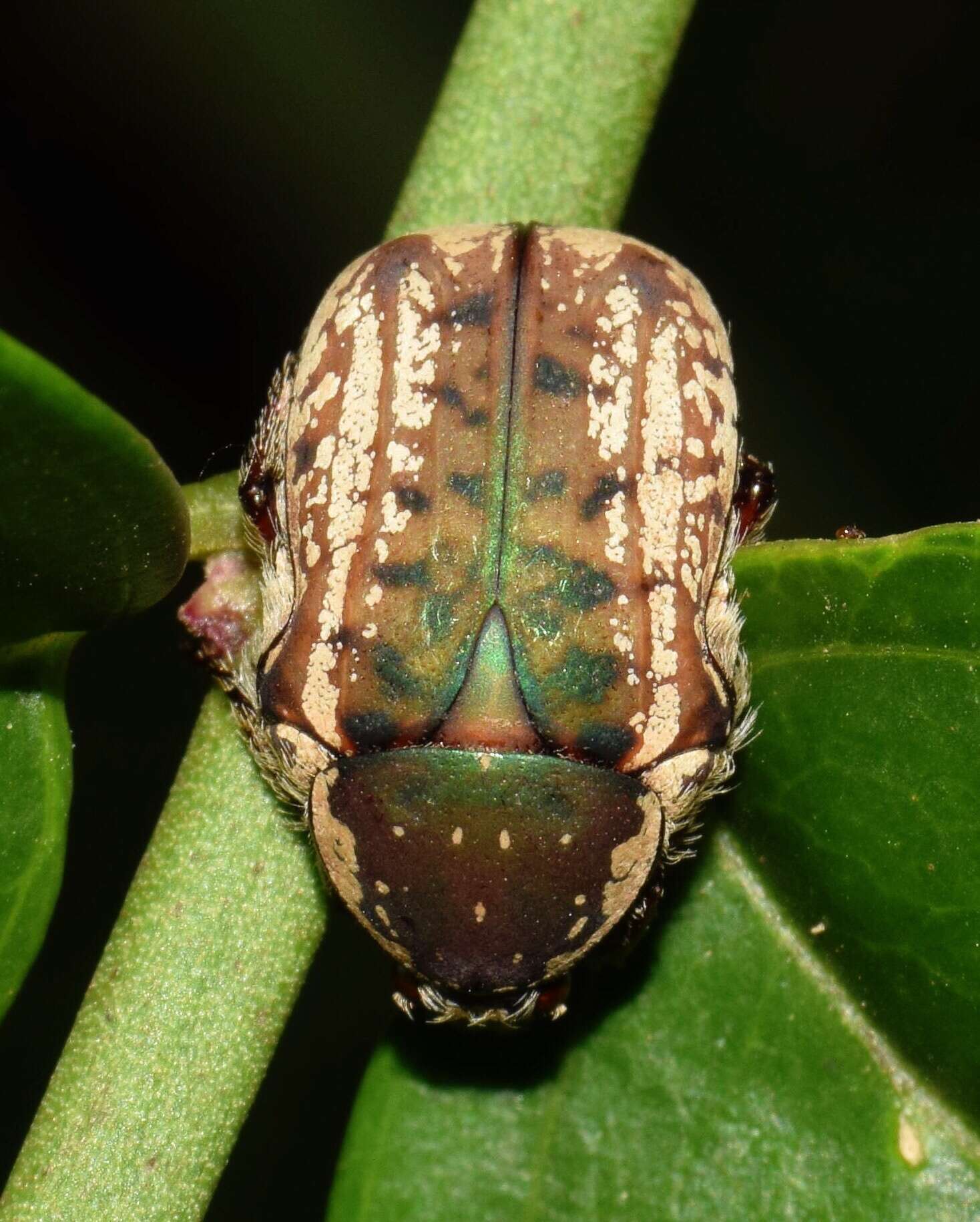 Image of Elaphinis (Micrelaphinis) irrorata (Fabricius 1798)