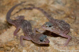 Image of Genetzter Krallengecko