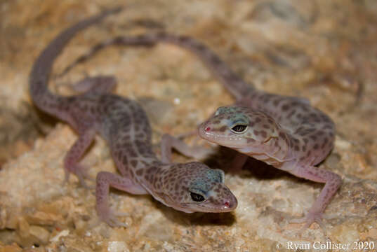 Image of Genetzter Krallengecko