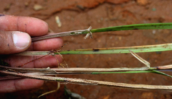 Image of Cyperus