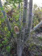 Pilosocereus quadricentralis (E. Y. Dawson) Backeb. resmi